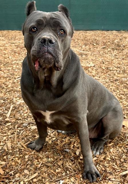 Photo of Gloria, adoptable Cane Corso Mastiff in Santa Cruz, California