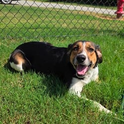 Photo of Alva, adoptable Hound (Unknown Type) in Chatham, Virginia