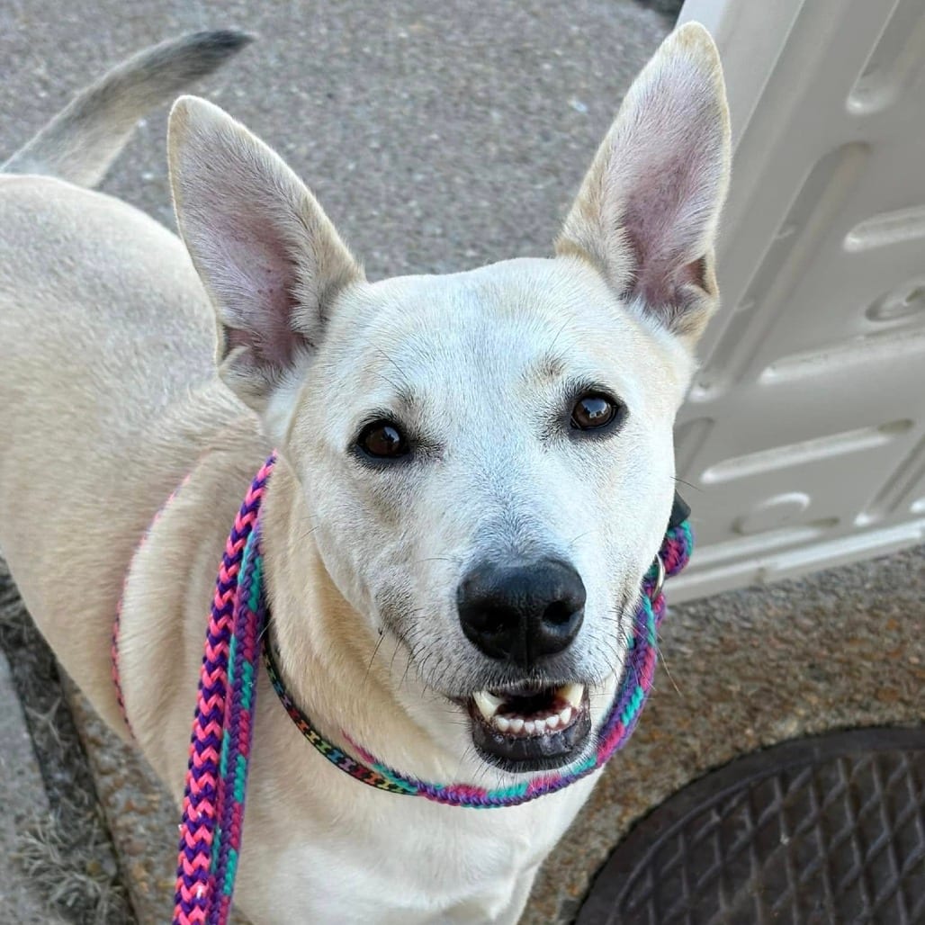 Photo of Kenzie, adoptable Mixed Breed (Medium) in St. Louis, Missouri