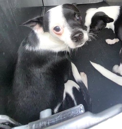 Photo of Chip, adoptable Terrier in San Antonio, Texas