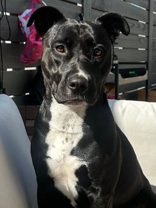 Photo of Sadie, adoptable American Staffordshire Terrier in Lake Elsinore, California