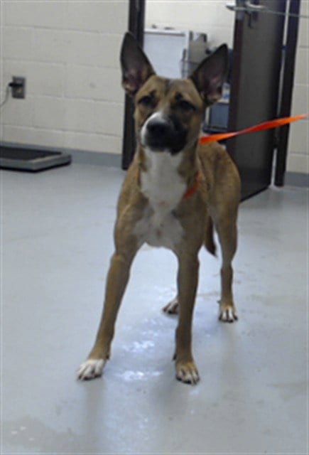 Photo of Wanda, adoptable German Shepherd Dog in Fayetteville, North Carolina