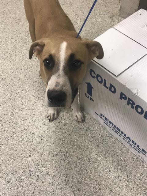 Photo of A433552, adoptable Labrador Retriever in Conroe, Texas