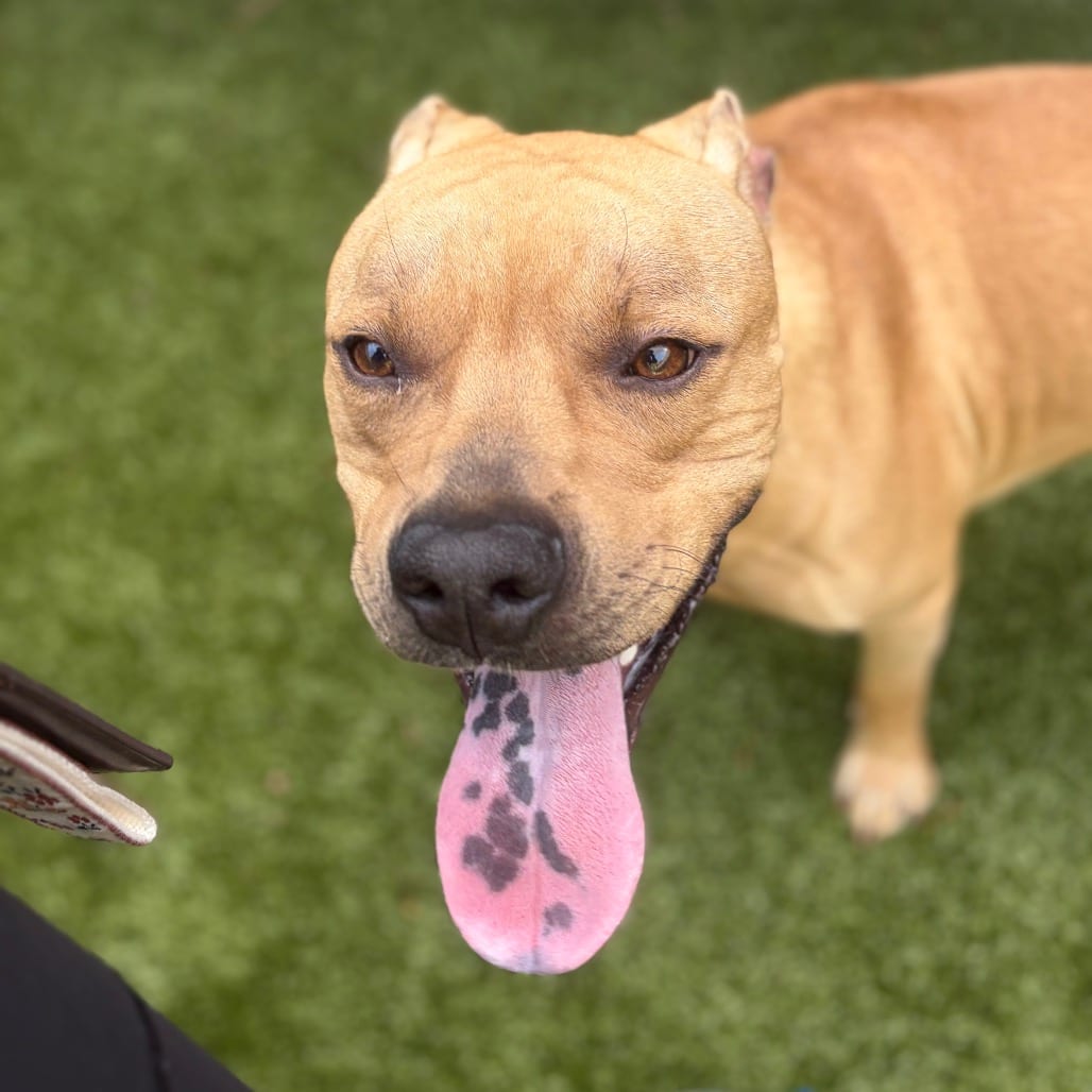 Photo of S'mores, adoptable Terrier, American Pit Bull in Greensboro, North Carolina