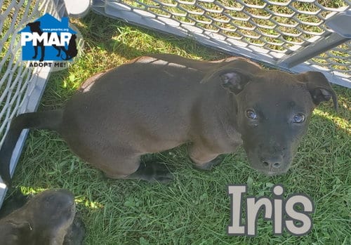 Photo of Iris, adoptable Pit Bull Terrier in Binghamton, New York