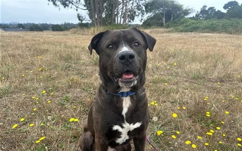 Photo of Captain, adoptable Pit Bull Terrier in McKinleyville, California
