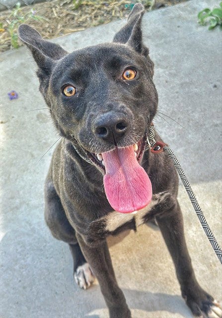 Photo of Pup Tart, adoptable Border Collie in Bakersfield, California
