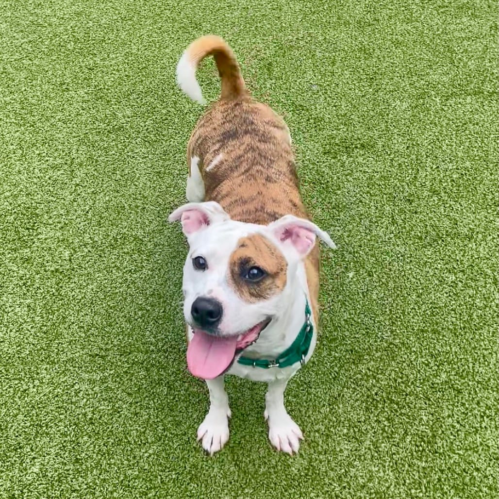 Photo of Clementine, adoptable Terrier, Pit Bull / Mixed Breed (Medium) in Greensboro, North Carolina