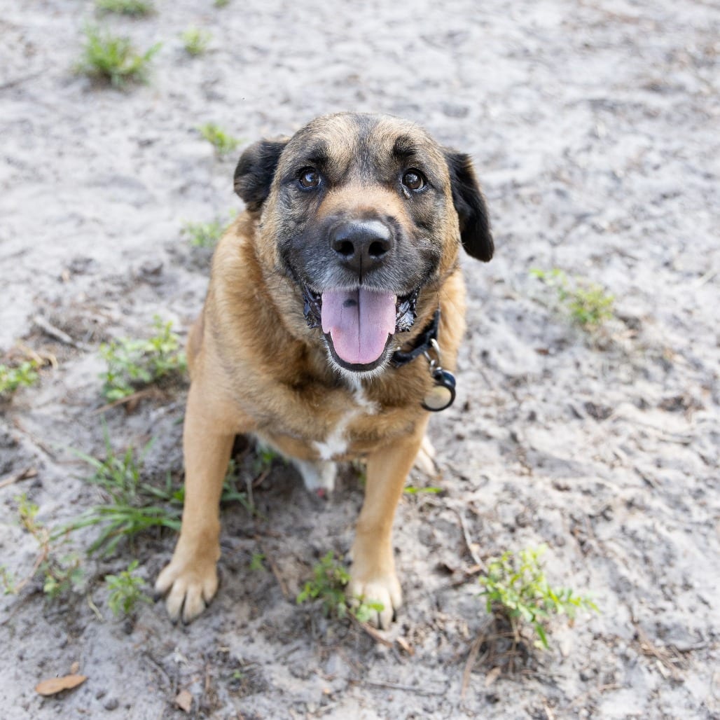 Photo of Milo, adoptable Shepherd in Gainesville, Florida