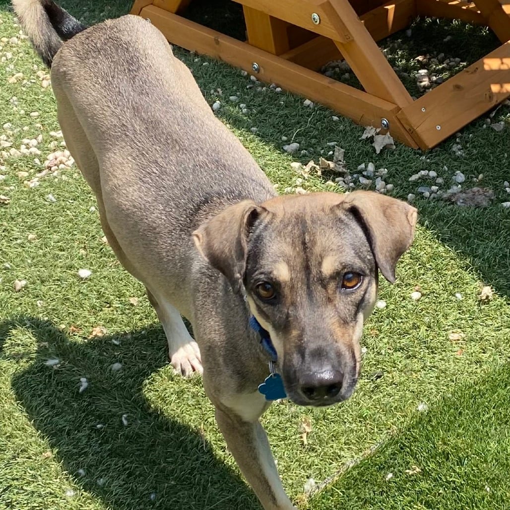 Photo of Hilux, adoptable Mixed Breed (Medium) / None in Patchogue, New York