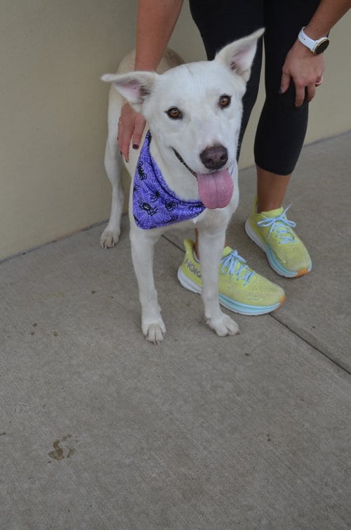 Photo of Phantasm, adoptable German Shepherd Dog in McKinney, Texas