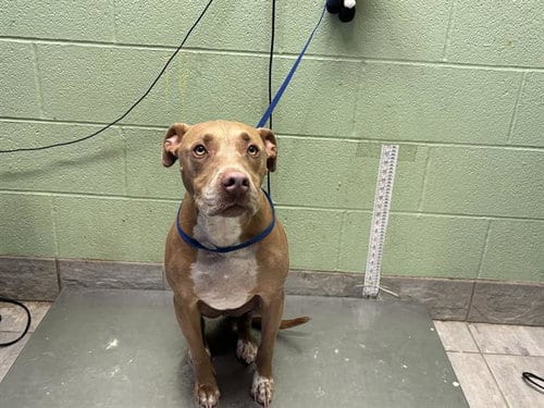 Photo of Chapo, adoptable American Staffordshire Terrier in Grand Prairie, Texas