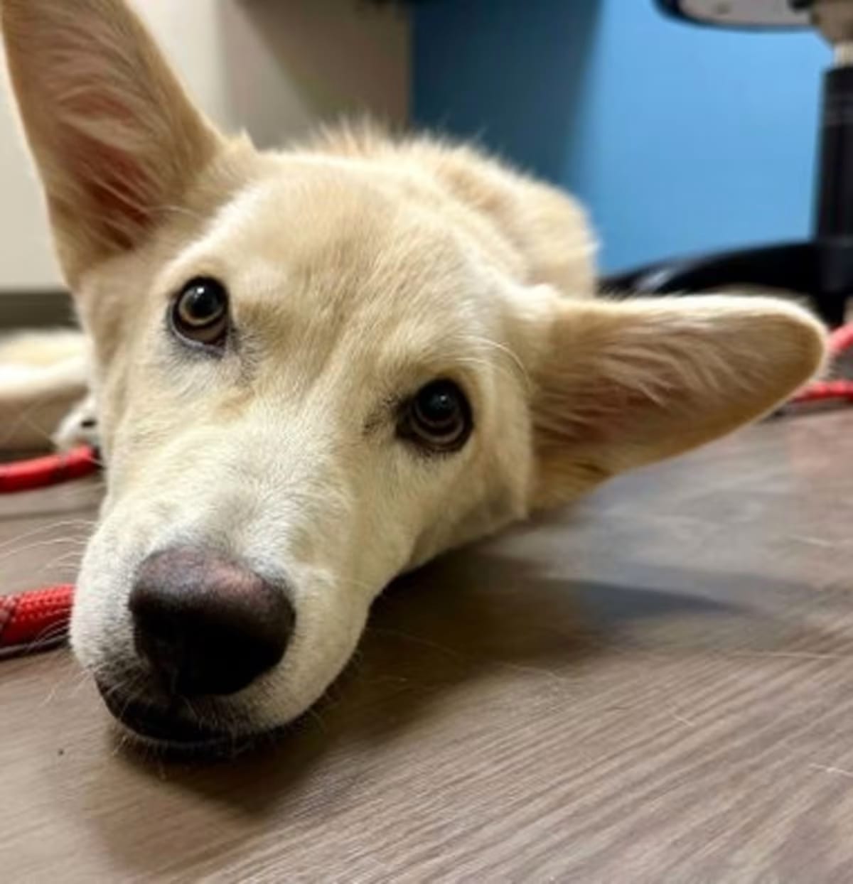 Photo of Seamus, adoptable German Shepherd Dog in Hoffman Estates, Illinois