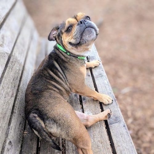 Photo of Breezy, adoptable Unknown breed in Oakland, California