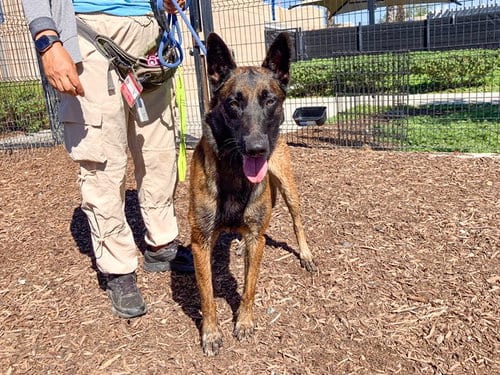 Photo of Dillinger, adoptable Belgian Shepherd Malinois in Orange, California