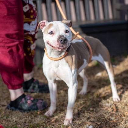 Photo of Munni- IN FOSTER, adoptable dog in Chamblee, Georgia