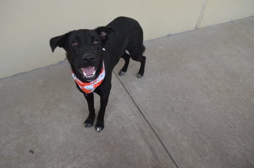 Photo of Ichabod, adoptable Labrador Retriever in McKinney, Texas