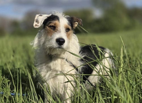 Photo of Finn, adoptable Wirehaired Fox Terrier in Kankakee, Illinois