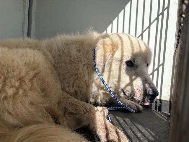 Photo of Senior Great Pyrenees, adoptable Great Pyrenees in Bakersfield, California