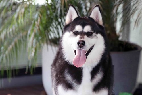 Photo of Max, adoptable Alaskan Malamute in Walnut Creek, California