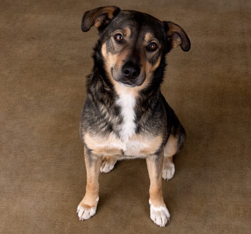 Photo of Abigail, adoptable German Shepherd Dog in Sistersville, West Virginia