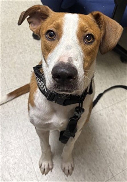 Photo of Maisie, adoptable Australian Kelpie in Plano, Texas