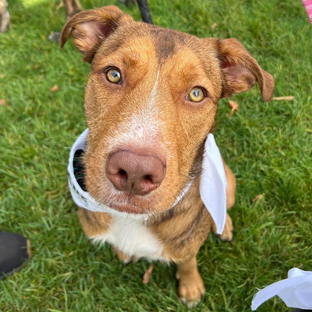 Photo of Rocket, adoptable Mixed Breed (Medium) in Buffalo, Minnesota