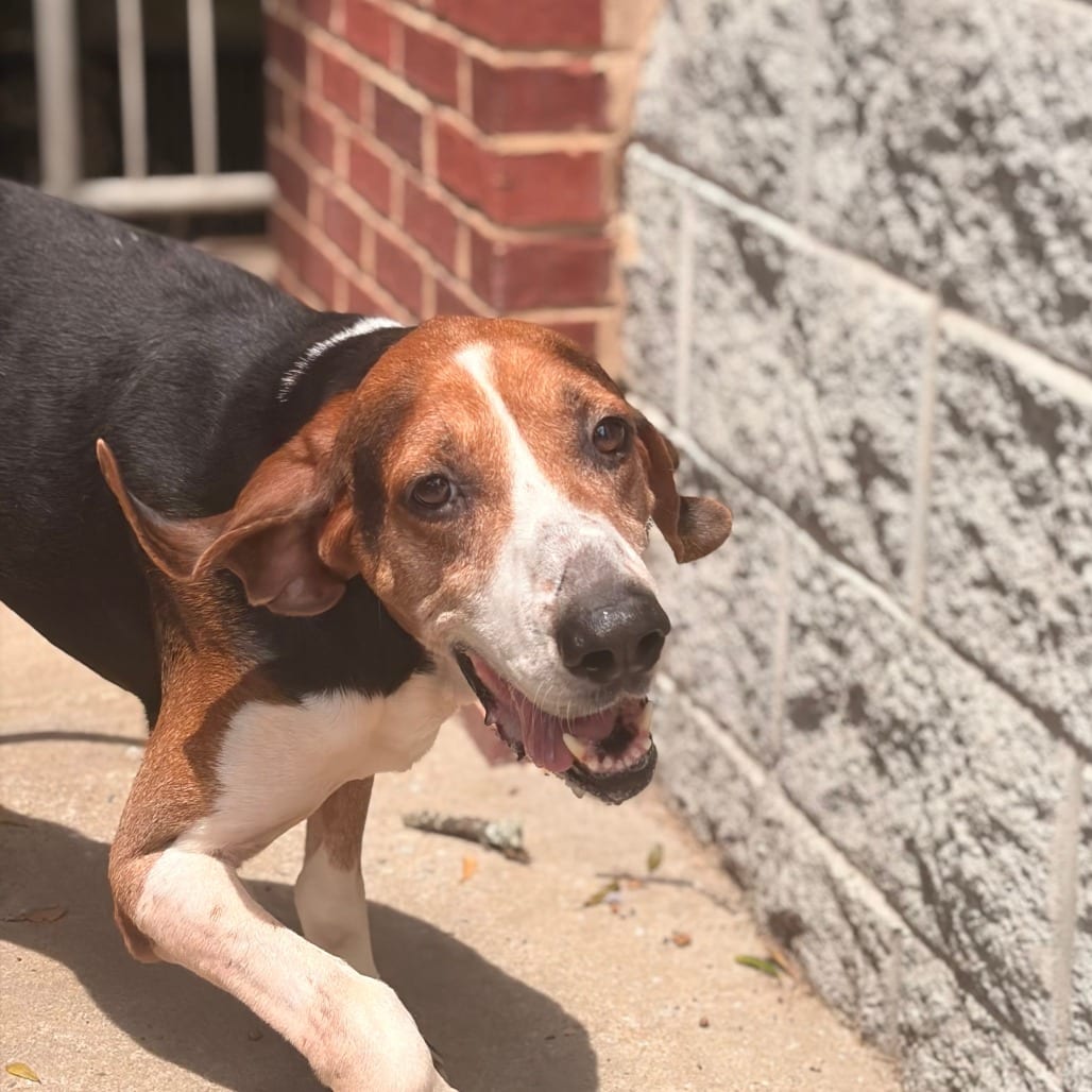 Photo of Boone, adoptable Coonhound, Treeing Walker in Columbus, Georgia