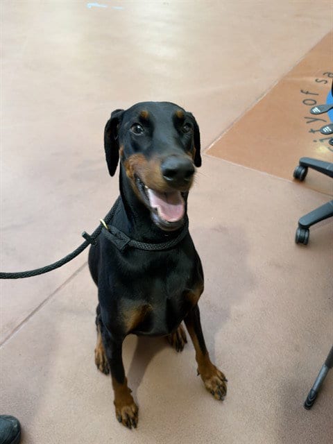 Photo of Zahra, adoptable Doberman Pinscher in San Jose, California