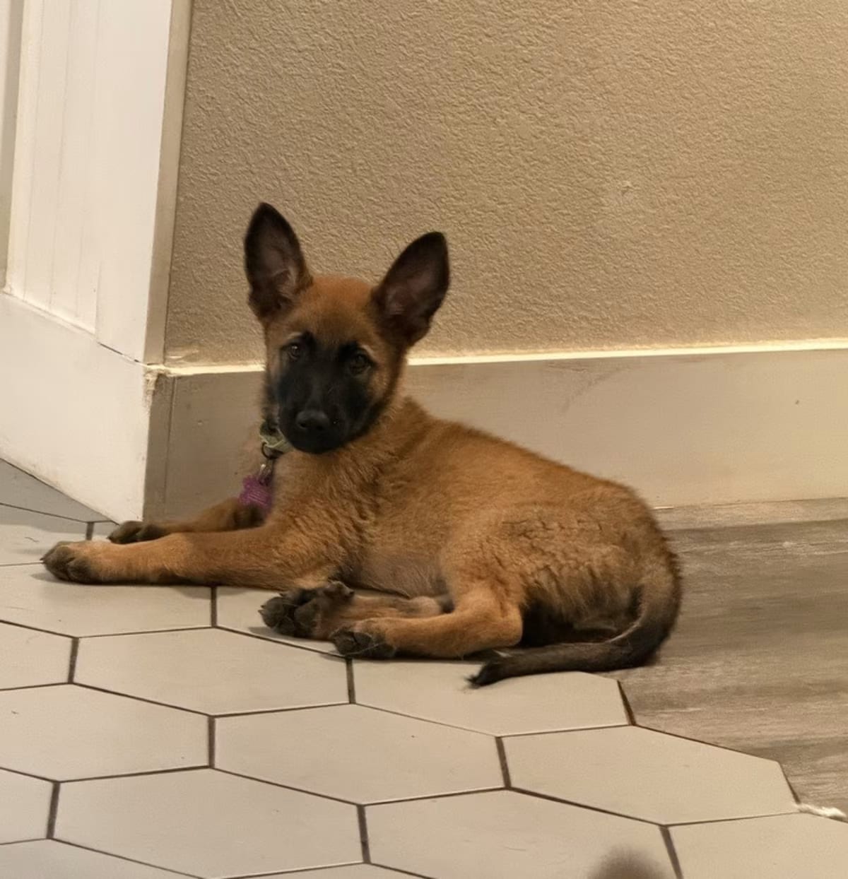 Photo of Angel- Located in California, adoptable Belgian Malinois in Imlay City, Michigan