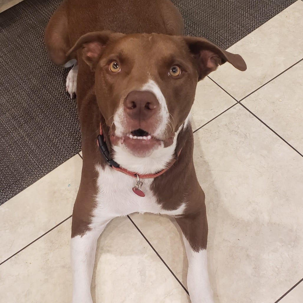 Photo of Figgy Pudding, adoptable Mixed Breed (Medium) in St. Louis, Missouri