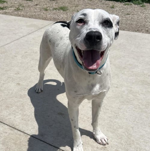 Photo of Riley, adoptable Dalmatian in Plover, Wisconsin