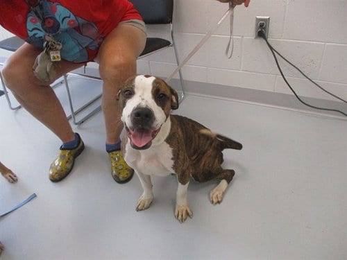 Photo of A391080, adoptable American Staffordshire Terrier in Ocala, Florida