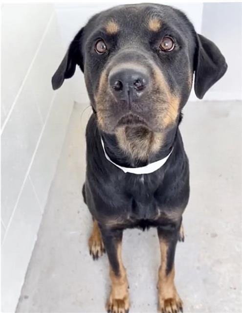 Photo of A661341, adoptable Rottweiler in Houston, Texas