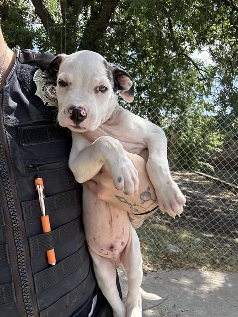 Photo of A479957, adoptable Pit Bull Terrier in Oklahoma City, Oklahoma