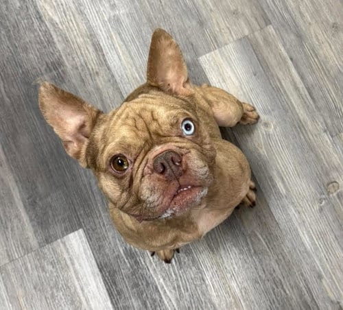 Photo of Pierre, adoptable French Bulldog in Mcclellanville, South Carolina