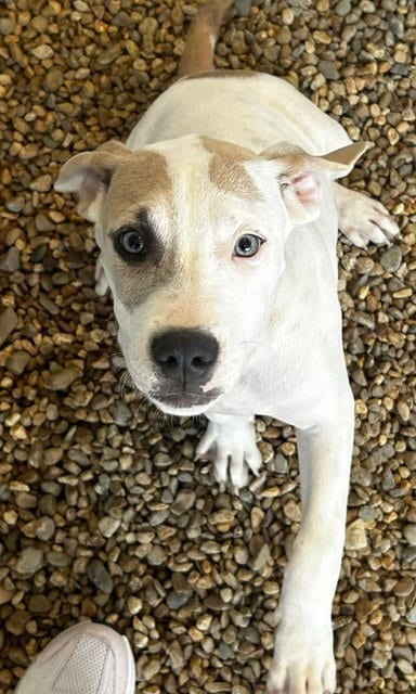 Photo of Moon 4mo AVA 9/16, adoptable Labrador Retriever in Sterling, Massachusetts