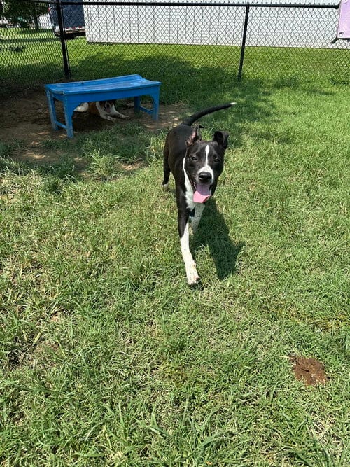 Photo of Bogee, adoptable Pit Bull Terrier in Evansville, Indiana