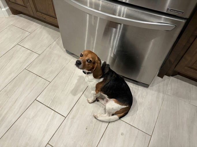 Photo of Buster Beagle, adoptable Beagle in Tulsa, Oklahoma