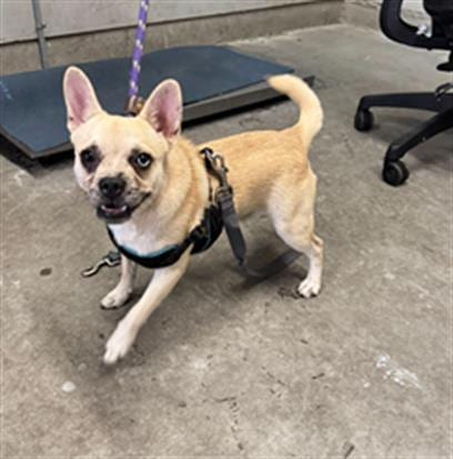 Photo of Davey, adoptable Chihuahua in Camarillo, California