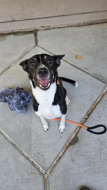 Photo of Janai, adoptable Border Collie in San Jose, California
