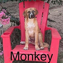 Photo of Monkey, adoptable Mutt Shepherd (Unknown Type) in Framingham, Massachusetts