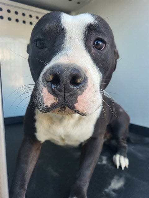 Photo of A171820, adoptable Pit Bull Terrier in Bakersfield, California