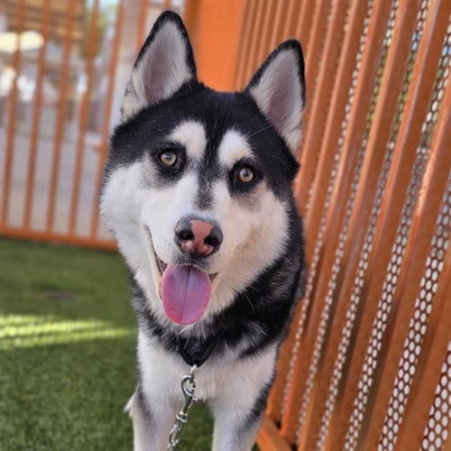 Photo of Swiper, adoptable Siberian Husky in Las Vegas, Nevada