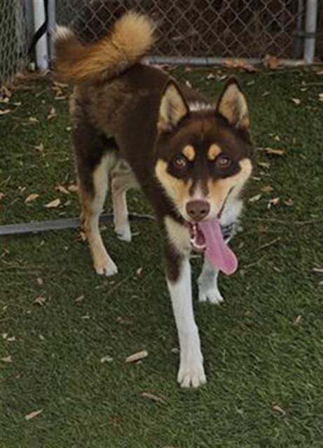 Photo of Aspen, adoptable Siberian Husky in Downey, California