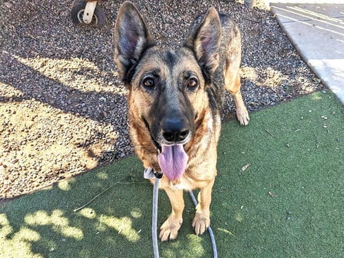 Photo of Pumpkin, adoptable German Shepherd Dog in Phoenix, Arizona