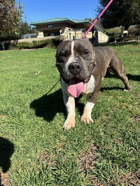 Photo of Pork, adoptable Pit Bull Terrier in Riverside, California