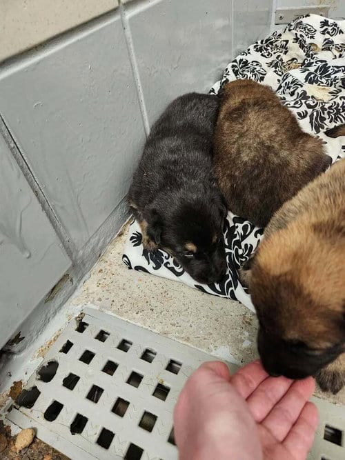 Photo of Pumpkins Litter Cider - Located in SC, adoptable Belgian Shepherd Malinois in Imlay City, Michigan
