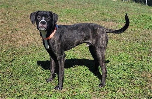 Photo of Milo, adoptable Boxer in Springfield, Massachusetts