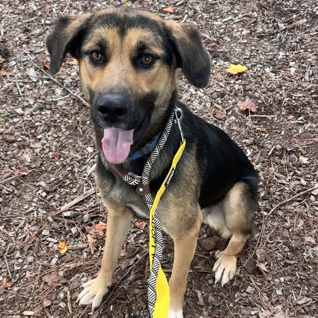 Photo of Pixie, adoptable Shepherd / Mixed Breed (Medium) in Greensboro, North Carolina